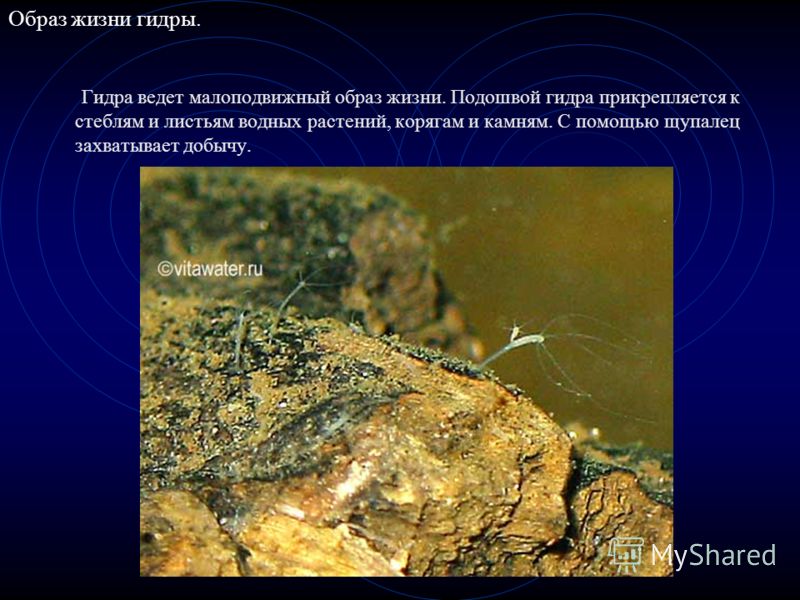 Кракен кз